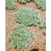 Artemisia schmidtiana ´Nana´ / Palina Schmidtova, K9