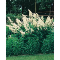 Aruncus dioicus / Udatník, K9