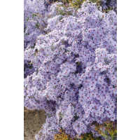 Aster cord. ´Little Carlow´ / Astra srdcovitolistá fialovomodrá, K9