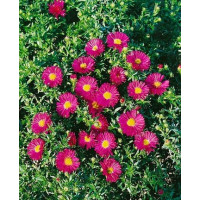 Aster dumosus ´Jenny´ / Astra krovinatá, K9