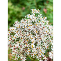 Aster divaricatus 'Eastern Star' / Astra rázsochatá, K9