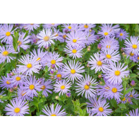 Aster x frikartii ´Mönch´ / Astra Frikartova, K9