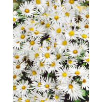 Aster dumosus ´Kristina´ / Astra krovinatá biela, K9