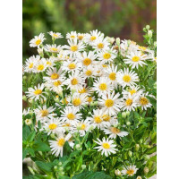 Aster ageratoides ´Starshine´ / Astra krovitá, C1,5