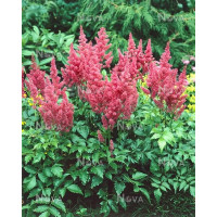 Astilbe japonica 'Mainz' / Astilba japonská, C1