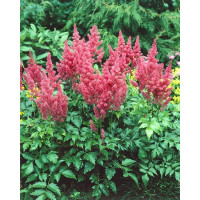 Astilbe japonica 'Mainz' / Astilba japonská, C1