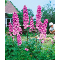 Delphinium Pacific ´Astolat´ / Stračonôžka , K9