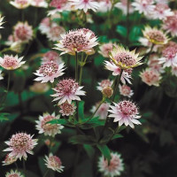 Astrantia major ´Buckland´ / Jarmanka väčšia bledofialová, C1