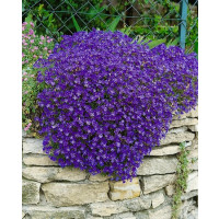 Aubrieta hybrid ´Royal Blue´ / Tarička, C1,5