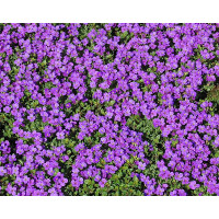 Aubrieta Hybrida Hamburger Stadtpark / Tarička, K9
