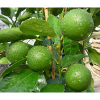 Citrus aurantifolia ´Mexican Lime´ / Mex. limetka, 20 cm, K9