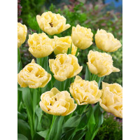 Tulipa ´Avant Garde´ / Tulipán, bal. 7 ks, 11/12
