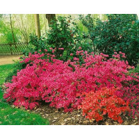 Azalea japonica ´Katja´ / Azalka japonská ružová, 20-30 cm, C2