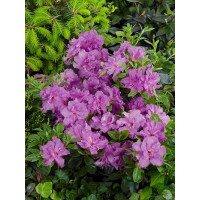Azalea japonica ´Konigstein´ / Azalka japonská ružová, 20-30 cm, C2