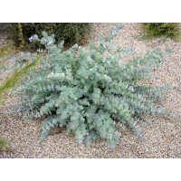 Eucalyptus pulverulenta ´Baby Blue´/ Eukalyptus, K7