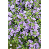 Sutera Bacopa ´Double Lavender´/ Bakopa plnokvetá fialová, bal. 3 ks, 3x K7