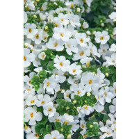 Sutera Bacopa ´Midi White´® / Bakopa biela, K7