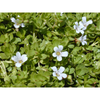 Bacopa monieri BIO / Bylinka pamäti Brahmi, K12