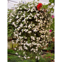 Sutera Bacopa ´Dynamic White´ / Bakopa biela, bal. 6 ks, 6x K7