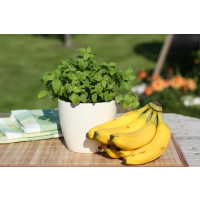 Mentha arvensis Banana BIO / Banánová mäta, K12