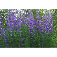 Baptisia 'Twilight Prairie Blues' / Baptízia, K11
