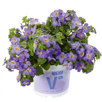 Sutera Baristo Giga Blue / Bakopa fialovomodrá, K7