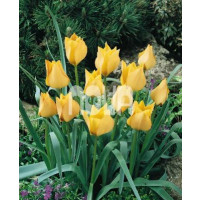 Tulipa ´Batalinii Bright Gem´ / Tulipán, bal. 5 ks, 6/+