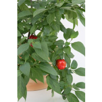 Capsicum pubescens BIO / Peruánske stromové čili papričky, K12