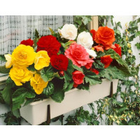 Begonia double ´Red´ / Begónia veľkokvetá červená, bal. 3 ks, 5/+