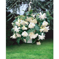 Begonia pendula ´White´ / Beg. previsnutá biela, bal. 3 ks, 4/5