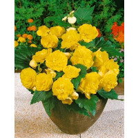 Begonia double ´Yellow´ / Begónia veľkokvetá žltá, bal. 3 ks, 5/+