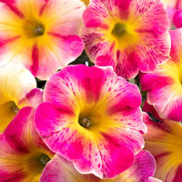 Petunia ´WFL® Crazytunia® Peach Bellini´ / Petúnia, bal. 6 ks sadbovačov
