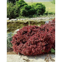 Berberis thunbergii ´Atropurpurea Nana´ / Dráč Thunbergov zakrslý, 10-20 cm, C1