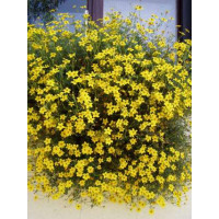 Bidens ´2Teeth Oly Star´ / Dvojzub - Balkóngold, bal. 3 ks, 3xK7