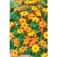Bidens ´2 Teeth®´M Red Yellow Center´ / Dvojzub, bal. 6 ks, 6x K7