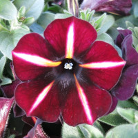 Petunia Prettytoonia® ´Black Cherry Stripes´ /  Petúnia, bal. 3 ks, 3x K7