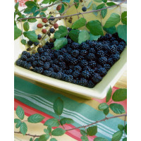 Rubus fruticosus ´Black Jewel´ /Černica, 80-100 cm, K12