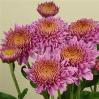 Dendranthema x indicum / Chrysanthemum ´Blenda Purple´/ Chryzantéma, K9