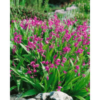 Bletilla hyacinthina ´Pink´/ Záhradná orchidea ružová, I.