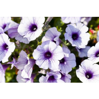 Petunia ´Blue Vein Surfinia®´ / Petúnia, bal. 6 ks, 6x K7