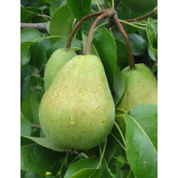 Pyrus communis ´Bohemica´ / Hruška, hruška planá