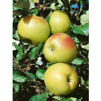 Malus ´Bolero´/ Jabloň stĺpovitá, jesenná, BK