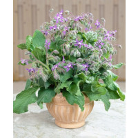 Borago officinalis / Borák lekársky, 1,8 g