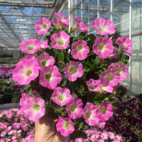 Petunia Prettytoonia® ´Bright Pink´ / Petúnia, K7