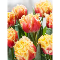 Tulipa ´Brisbane´ / Tulipán, bal. 5 ks, 11/12