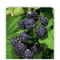 Agapanthus africanus ´Bristol´ / Agapant africký (Kalokvet), modrý, C2