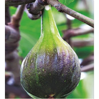 Ficus carica ´Brown Turkey´ / Čiernoplodý figovník, C2