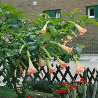 Brugmansia suaveolans / Anjelská trúba ružová, bal. 4 s.