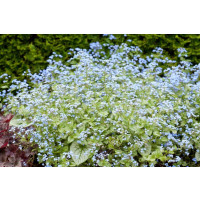 Brunnera macrophylla ´Jack Frost´ / Brunera, C1