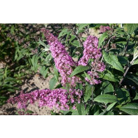 Buddleia davidii ´Pink Delight´ / Budleja ružová, 20-30 cm, C2